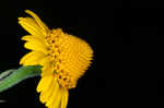Oppositeleaf spotflower
